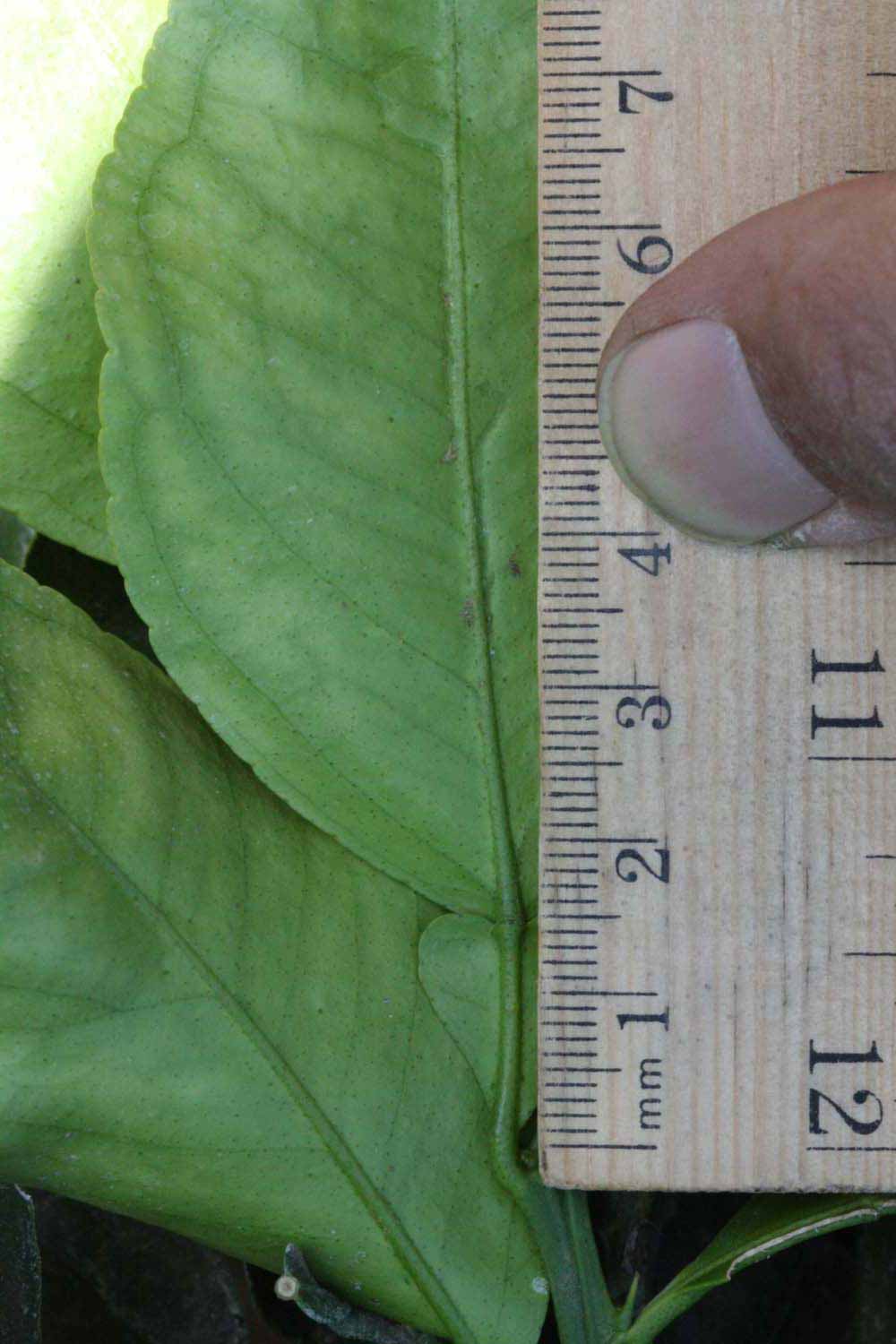              Unifoliolate leaf (Riverside, CA)       